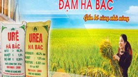 Đạm Hà Bắc bị nghi ngờ về khả năng hoạt động liên tục: Chủ nợ lớn nhất là VietinBank?