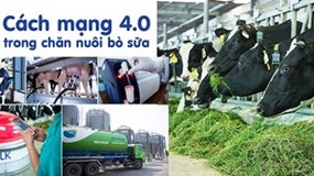 Hệ thống trang trại bò sữa Vinamilk đạt mức tăng trưởng ấn tượng