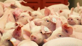 Giá heo hơi hôm nay 5/1/2026: Miền Bắc mở đầu tuần ở đỉnh 69.000 đồng/kg, miền Trung đứng thứ 2