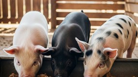 Giá heo hơi hôm nay 7/1/2026: Miền Bắc có giá mới, miền Nam tiếp tục đi ngang