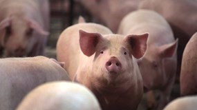 Giá heo hơi hôm nay 14/1/2026: 3 miền đồng loạt tăng mạnh, miền Bắc nâng tiếp lên đỉnh 76.000 đồng/kg