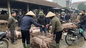 Giá heo hơi hôm nay 21/1: Miền Bắc chạm đỉnh 77.000 đồng/kg
