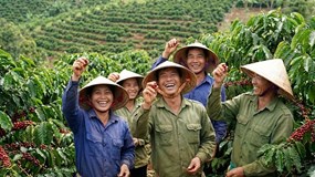 Giá cà phê hôm nay 21/1: Bật tăng 600đ, áp sát mốc lịch sử 100k