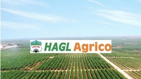 Chỉ còn 500 ha chuối cho thu hoạch, HAGL Agrico lỗ ròng nghìn tỷ năm 2024