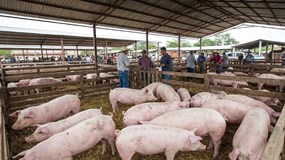 Giá heo hơi hôm nay 30/1: Neo cao, nhiều nơi 81.000 đồng/kg