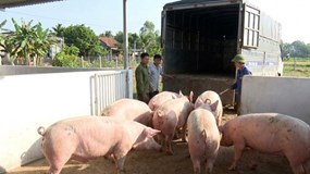 Giá heo hơi hôm nay 9/2/2026: Miền Bắc giữ đỉnh 76.000 đồng/kg