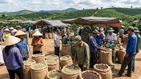 Giá cà phê hôm nay 10/2/2026: Tây Nguyên đồng loạt tăng mạnh