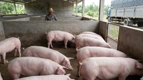 Giá heo hơi hôm nay 10/2/2026: Nguồn cung dồi dào, khó xảy ra biến động mạnh