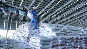 Ngược chiều trong 2025: Phân bón tăng tốc, hóa chất nặng gánh chi phí