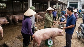 Giá heo hơi hôm nay 23/2: Thị trường sau Tết ổn định bất ngờ