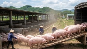 Giá heo hơi hôm nay 26/2/2026: Miền Bắc giữ đỉnh cao nhất