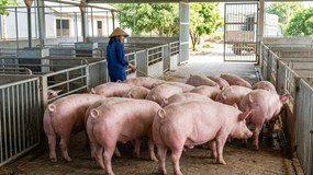 Giá heo hơi hôm nay 9/3: Thị trường ổn định, miền Nam tiếp tục dẫn đầu
