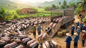 Giá heo hơi hôm nay 10/3: Miền Nam giảm nhẹ, cao nhất 68,000 đồng/kg