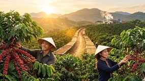 Giá cà phê hôm nay 14/3: Trong nước tăng mạnh theo đà phục hồi của thế giới