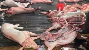 Công ty Cổ phần Dịch vụ Suất ăn Công nghiệp Hà Nội lên tiếng về việc có ký hợp đồng với Cường Phát