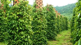 Giá hồ tiêu xuất khẩu của Việt Nam tiếp tục tăng cao