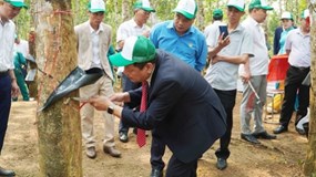 Bức tranh ngành cao su quý I/2026: Giá phục hồi nhưng lợi nhuận chưa theo kịp