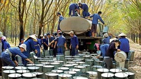 Cổ đông Tập đoàn Cao su lỗ 36.400 tỷ đồng sau 3 tháng