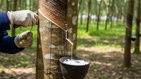 Cổ phiếu HRC lại vào chuỗi tăng trần, doanh thu và lợi nhuận tăng bằng lần