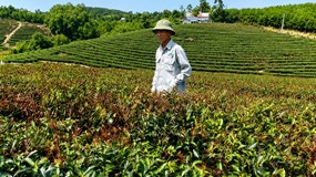 Tổng công ty Chè Nghệ An: Sản xuất đình trệ, lỗ đậm và nợ kéo dài nhiều năm