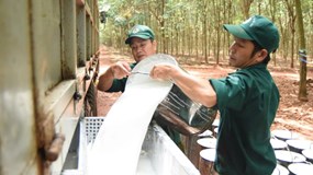 Cổ phiếu PHR thử thách đỉnh lịch sử khi có tin nhận 3.500 tỷ đồng tiền đền bù