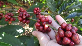 Giá cà phê tăng, hồ tiêu ổn định