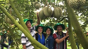 Phân bón Phú Mỹ: Bí quyết cho cây dưa và sầu riêng ở miền Trung – Tây Nguyên những mùa bội thu