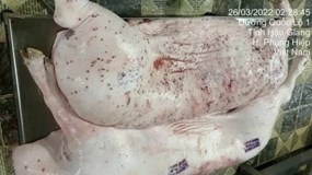 C.P. Việt Nam bị tố bán heo bệnh: Công an quyết định không khởi tố vụ án