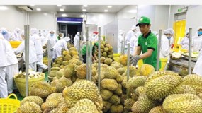 Trung Quốc cảnh báo trái cây Việt Nam vi phạm kiểm dịch thực vật