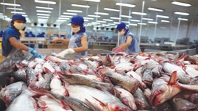 Mỹ giảm thuế đối với cá tra của Việt Nam