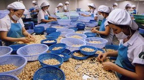 Xuất khẩu hạt điều Việt Nam đạt mức cao kỷ lục