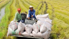 Giá gạo tiếp tục xu hướng giảm, về sát mốc 600 USD/tấn