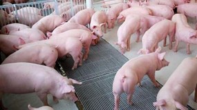 Giá heo hơi hôm nay 15/10: Ổn định tại miền Bắc và miền Nam, miền Trung giảm nhẹ