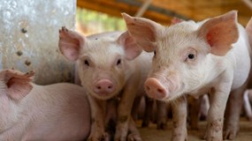 Giá heo hơi hôm nay 17/10: Ba miền "đóng băng ", miền Bắc và miền Nam giữ vững đỉnh giá