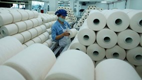 Áp lực tỷ giá khiến STK hụt hơi, lãi ròng quý III/2025 lao dốc 87%