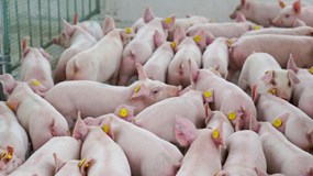 Giá heo hơi hôm nay 29/10: Toàn quốc lao dốc, mất đỉnh giá 55.000 đồng/kg