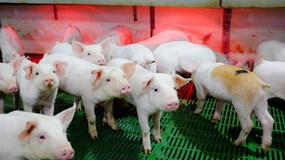 Giá heo hơi hôm nay 30/10: Miền Bắc giữ vững phong độ, miền Trung rớt giá