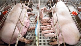 Giá thịt heo giảm, doanh nghiệp chăn nuôi lộ rõ bức tranh tài chính trái chiều