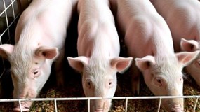 Giá heo hơi hôm nay 7/11: Bão giá 3 miền, mất đỉnh 52.000 đồng/kg