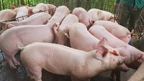 Giá heo hơi hôm nay 10/11: Thị trường ổn định ở mức cao, miền Bắc và miền Nam giữ vững đỉnh đầu tuần