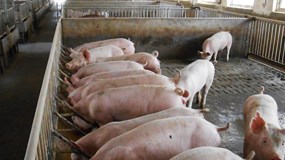 Giá heo hơi hôm nay 17/11: Thị trường tiếp tục giữ vững mức an toàn đầu tuần