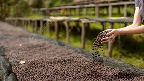 Giá cà phê hôm nay 18/11/2025: Thị trường ổn định, giảm nhẹ tại Lâm Đồng