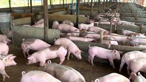 Giá heo hơi hôm nay 19/11: Đồng loạt tăng 1.000-2.000 đồng/kg cả 3 miền