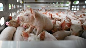 Giá heo hơi hôm nay 25/11: Miền Bắc vững đỉnh, miền Nam đuổi sát nút