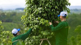 Giá tiêu hôm nay 25/11/2025: Tăng mạnh, tiến sát đỉnh kỷ lục