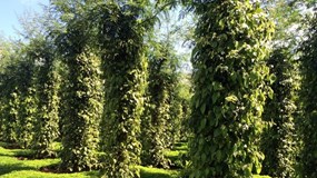 Giá tiêu hôm nay 27/11/2025: Đồng loạt đạt đỉnh 150.000 đồng/kg