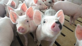 Giá heo hơi hôm nay 28/11: Miền Bắc và miền Nam bình ổn ở đỉnh, miền Trung tăng nhẹ