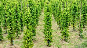 Giá tiêu hôm nay 1/12/2025: Tiếp tục giữ vững ở mức cao