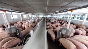 Giá heo hơi hôm nay 2/12: Miền Bắc tăng mạnh nhất, vọt lên đỉnh mới