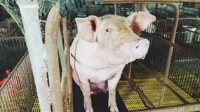 Giá heo hơi hôm nay 3/12: Miền Bắc sát đỉnh 60.000 đồng/kg, miền Trung tăng tới 4.000 đồng